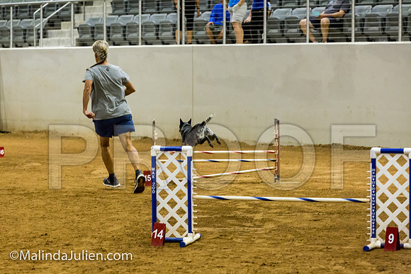 Agility JWW Prem 16 Sat Australian Cattle Dog Allie-JJJ_9040-ACDCA2018-HR3