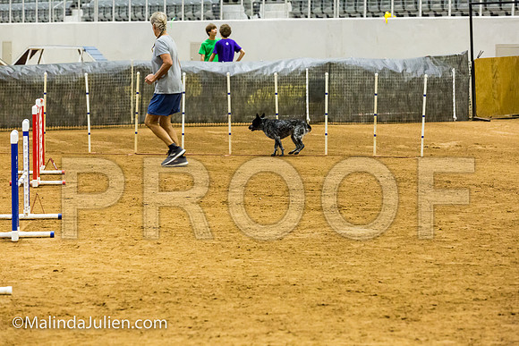 Agility JWW Prem 16 Sat Australian Cattle Dog Allie-JJJ_9041-ACDCA2018-HR3