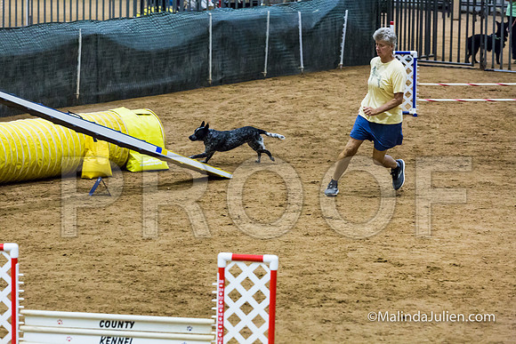 Agility STD Exc Sun 16 Australian Cattle Dog Allie-JJJ_6759-HR3