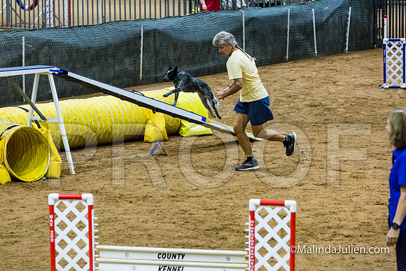 Agility STD Exc Sun 16 Australian Cattle Dog Allie-JJJ_6765-HR3