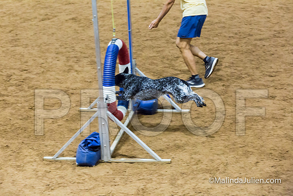 Agility STD Exc Sun 16 Australian Cattle Dog Allie-JJJ_6774-HR3