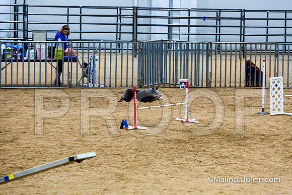 Agility STD Exc Sun 16 Australian Cattle Dog Scully-JJJ_6454-HR3