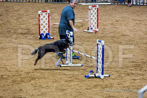 Agility STD Exc Sun 16 Australian Cattle Dog Scully-JJJ_6459-HR3