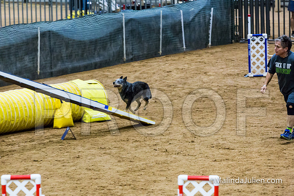 Agility STD Exc Sun 16 Australian Cattle Dog Scully-JJJ_6460-HR3