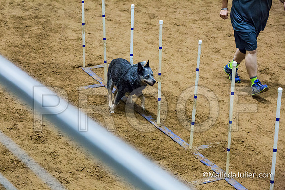 Agility STD Exc Sun 16 Australian Cattle Dog Scully-JJJ_6465-HR3