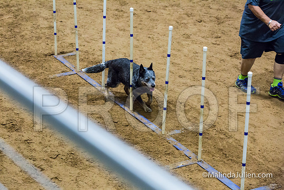 Agility STD Exc Sun 16 Australian Cattle Dog Scully-JJJ_6466-HR3