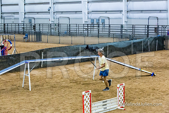 Agility STD Sun 16 Prem Australian Cattle Dog Allie-JJJ_8686-HR3