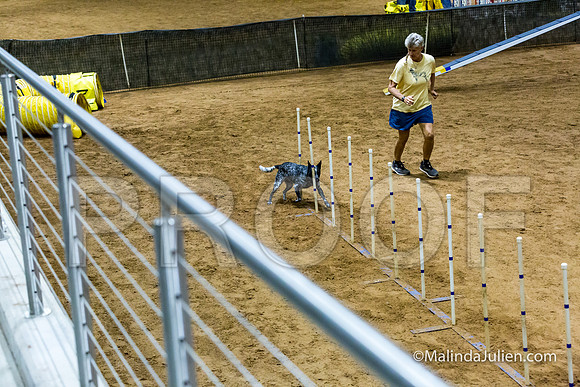 Agility STD Sun 16 Prem Australian Cattle Dog Allie-JJJ_8693-HR3