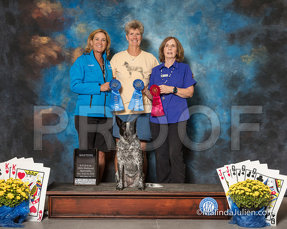 Australian Cattle Dog Sun Allie Ellen Rowe-SSR_1978-HR3