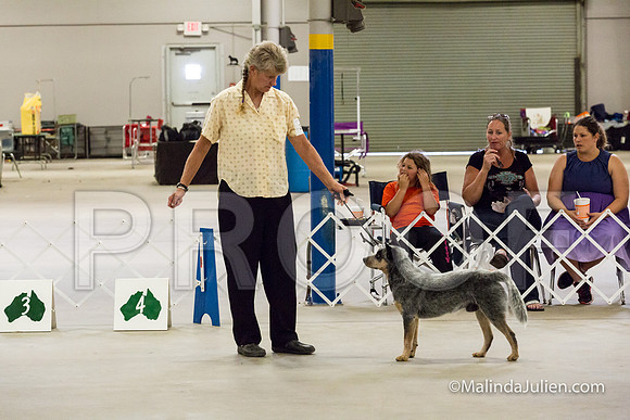 Open Dog #305 Wed Ingrid -JJJ_1505-HR3