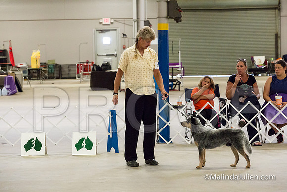Open Dog #305 Wed Ingrid -JJJ_1506-HR3