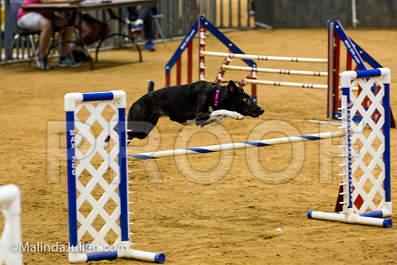 Agility JWW Exc 20 Sat All American Dog Heart-JJJ_2103-ACDCA2018-HR3