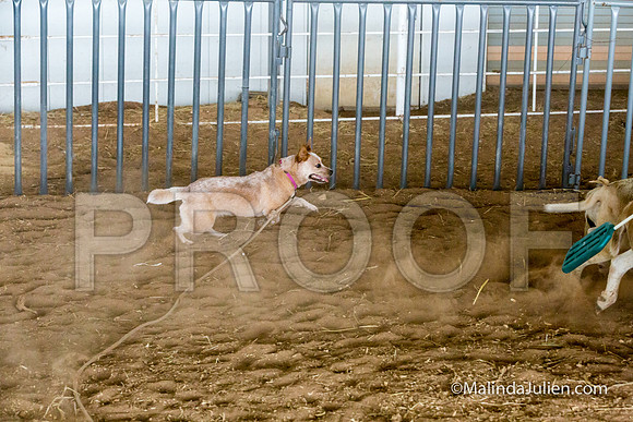 Herding Instinct Mon Stacey Edwards 2-JJJ_0101-HR3