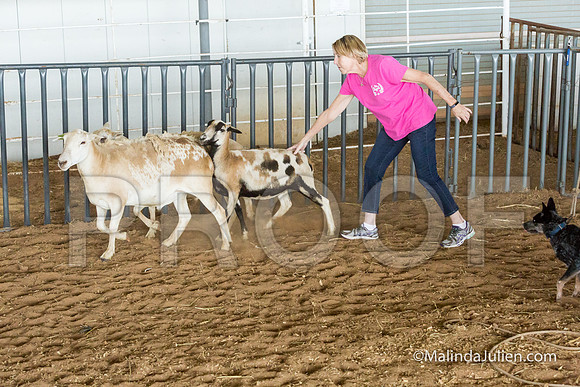Herding Instinct Mon Stacey Edwards-JJJ_0014-HR3