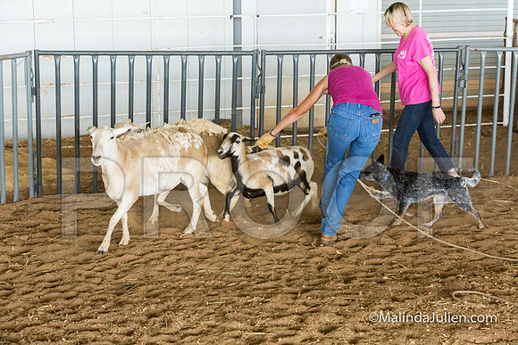 Herding Instinct Mon Stacey Edwards-JJJ_0025-HR3