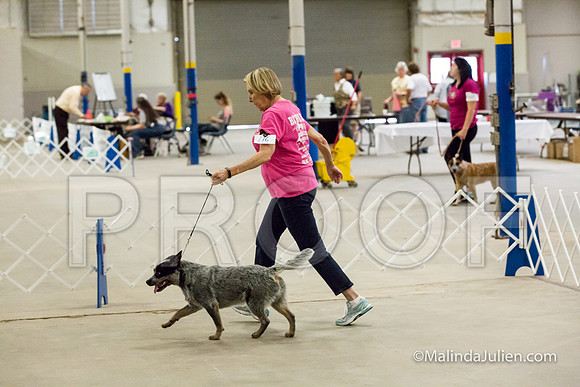 6-9 Mo Puppy Dogs Mon-JJJ_0515-HR3