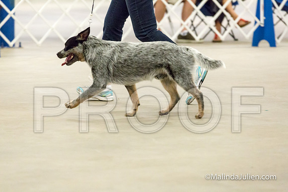 6-9 Mo Puppy Dogs Mon-JJJ_0535-HR3