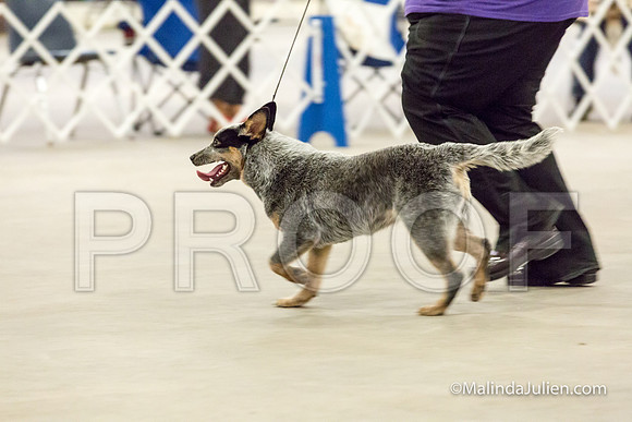3-6 Mo Puppy Bitches Mon-JJJ_0704-HR3