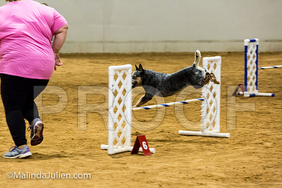 Agility JWW Nov 16 Sat Australian Cattle Dog Stella-JJJ_3318-ACDCA2018-HR3