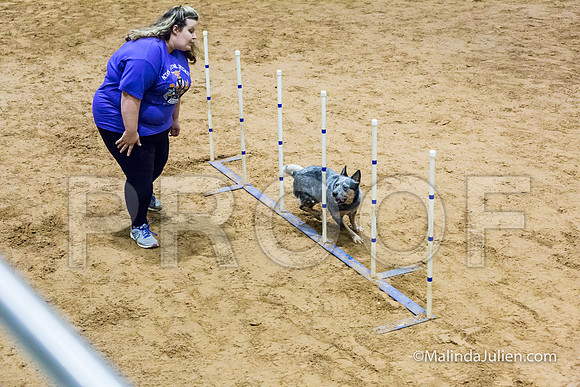 Agility Sun STD 16 Australian Cattle Dog Stella-JJJ_4968-HR3