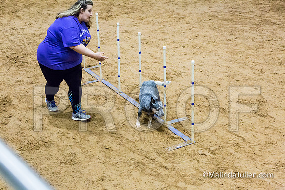 Agility Sun STD 16 Australian Cattle Dog Stella-JJJ_4969-HR3