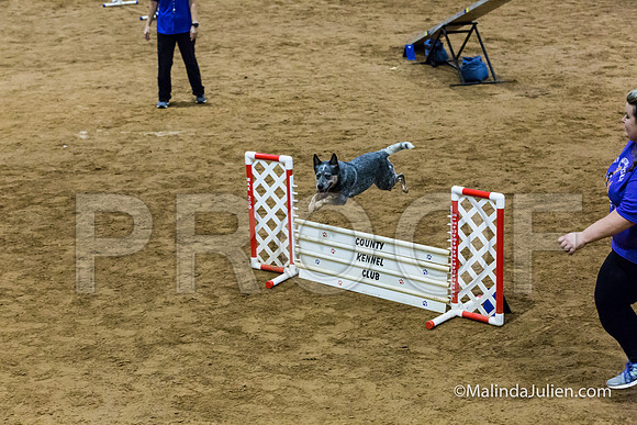 Agility Sun STD 16 Australian Cattle Dog Stella-JJJ_4973-HR3