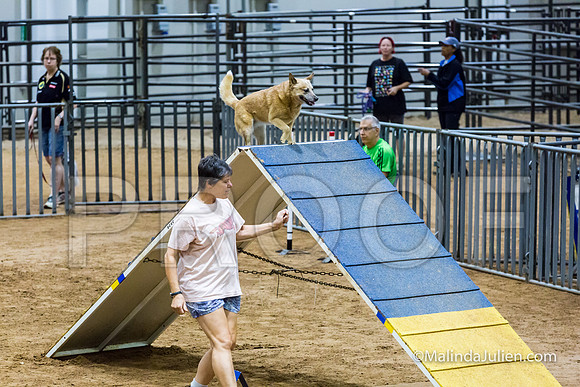 Agility FAST 12 Sun Australian Cattle Dog Tombi-JJJ_4026-HR3