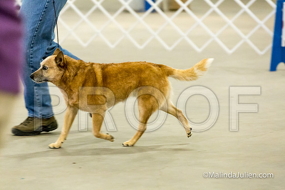 Herding Mon-JJJ_1419-HR3