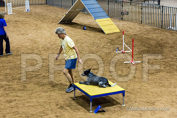 Agility STD Exc Sun 16 Australian Cattle Dog Allie-JJJ_6772-HR3