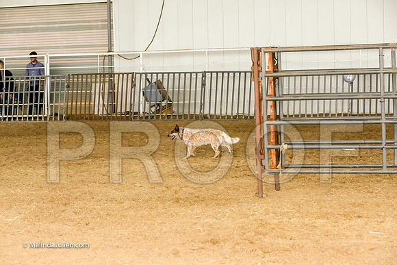 Herding #401s Fri Course A Int Sheep Kuper Diane Judge Sheryl McDonald-JJJ_6753-HR3