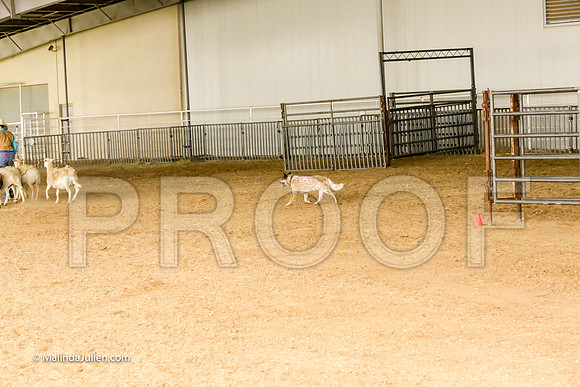 Herding #401s Fri Course A Int Sheep Kuper Diane Judge Sheryl McDonald-JJJ_6754-HR3