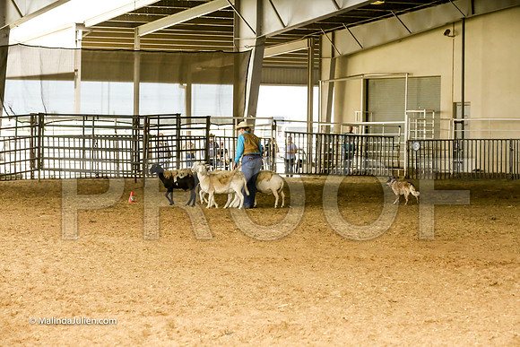 Herding #401s Fri Course A Int Sheep Kuper Diane Judge Sheryl McDonald-JJJ_6756-HR3