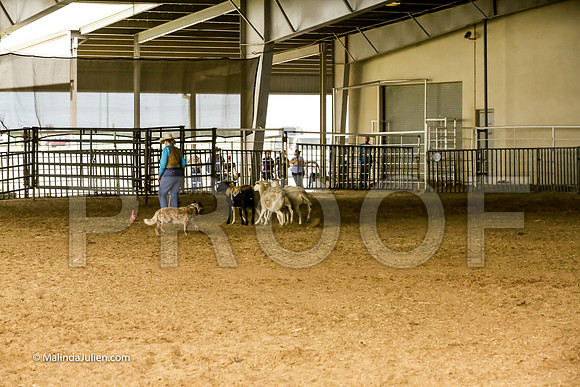 Herding #401s Fri Course A Int Sheep Kuper Diane Judge Sheryl McDonald-JJJ_6762-HR3