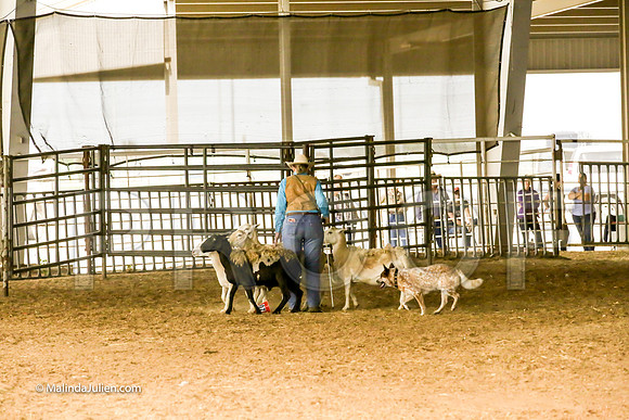 Herding #401s Fri Course A Int Sheep Kuper Diane Judge Sheryl McDonald-JJJ_6766-HR3