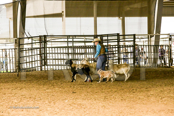 Herding #401s Fri Course A Int Sheep Kuper Diane Judge Sheryl McDonald-JJJ_6767-HR3