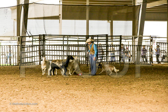 Herding #401s Fri Course A Int Sheep Kuper Diane Judge Sheryl McDonald-JJJ_6770-HR3