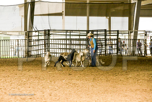 Herding #401s Fri Course A Int Sheep Kuper Diane Judge Sheryl McDonald-JJJ_6771-HR3