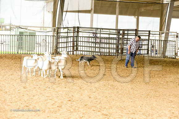 Herding #403s Fri Course A Int Sheep Joey Gerri Judge Sheryl McDonald-JJJ_6573-HR3