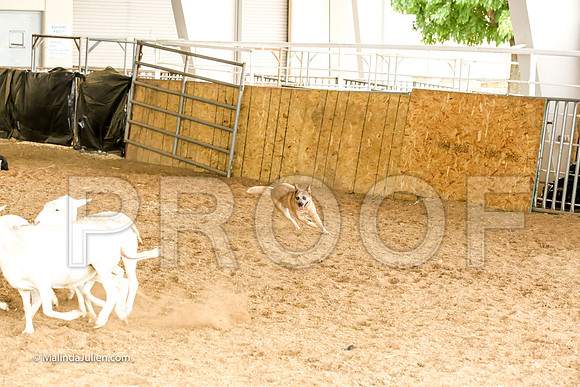 Herding #501s Fri  Course A Adv Sheep Yippee Stacey Judge Sheryl McDonald-JJJ_7411-HR3