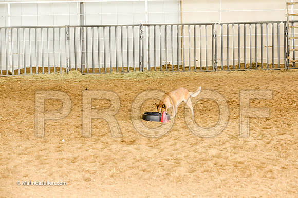 Herding #501s Fri  Course A Adv Sheep Yippee Stacey Judge Sheryl McDonald-JJJ_7413-HR3
