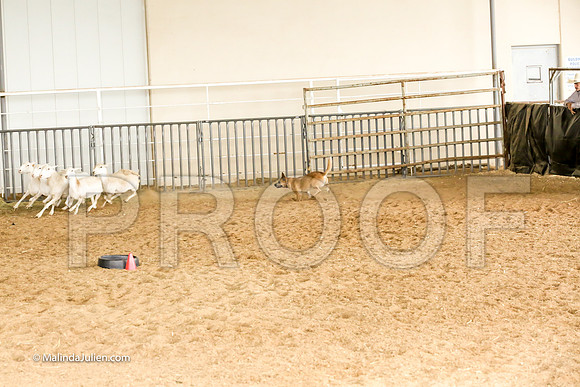 Herding #501s Fri  Course A Adv Sheep Yippee Stacey Judge Sheryl McDonald-JJJ_7423-HR3