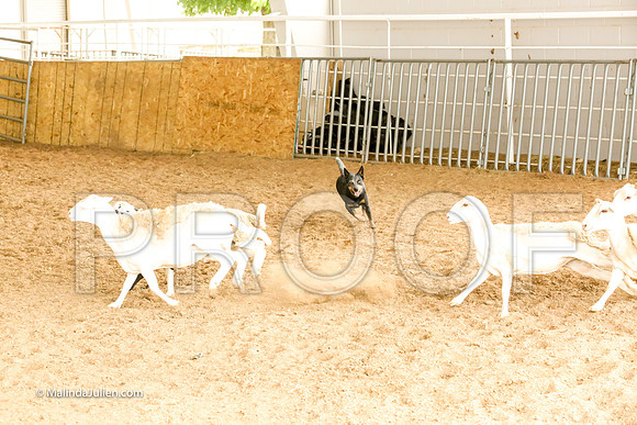 Herding #502s Fri  Course A Adv Sheep Wicked Dawn Judge Sheryl McDonald-JJJ_7362-HR3