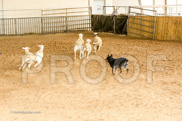 Herding #502s Fri  Course A Adv Sheep Wicked Dawn Judge Sheryl McDonald-JJJ_7366-HR3