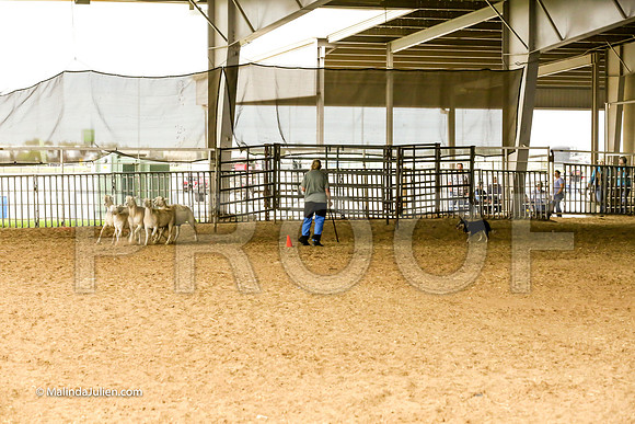 Herding #503s Fri Course A Adv Sheep Callie Lynn Judge Sheryl McDonald-JJJ_7320-HR3