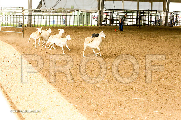 Herding #503s Fri Course A Adv Sheep Callie Lynn Judge Sheryl McDonald-JJJ_7330-HR3