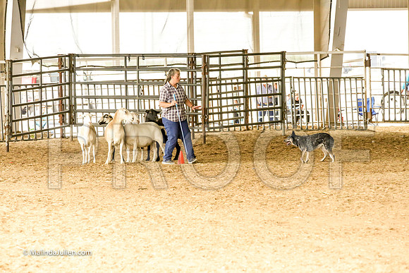Herding #504s Fri Course A Adv Sheep Griff Mia Judge Sheryl McDonald-JJJ_7224-HR3