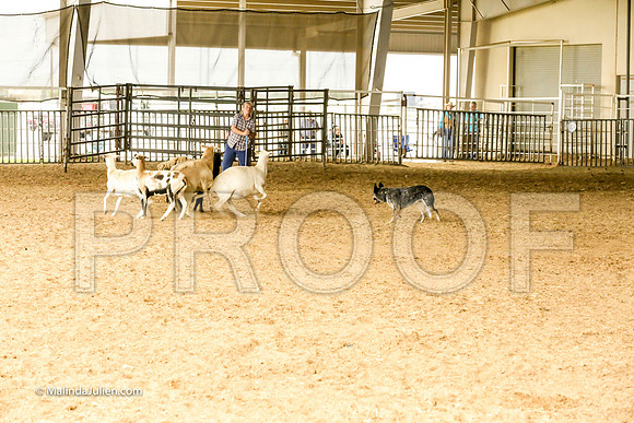 Herding #504s Fri Course A Adv Sheep Griff Mia Judge Sheryl McDonald-JJJ_7226-HR3