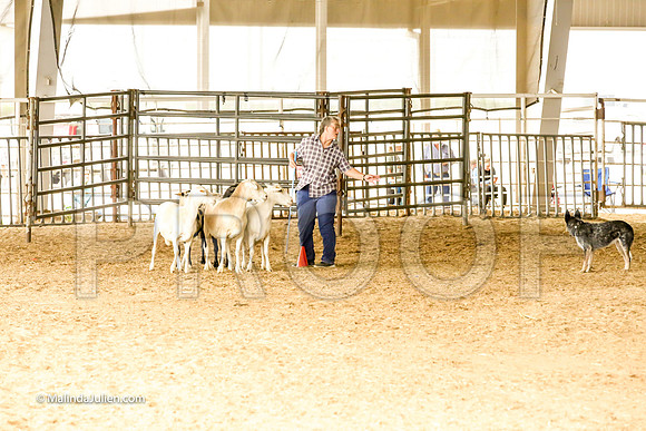 Herding #504s Fri Course A Adv Sheep Griff Mia Judge Sheryl McDonald-JJJ_7225-HR3