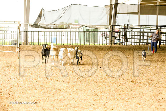 Herding #504s Fri Course A Adv Sheep Griff Mia Judge Sheryl McDonald-JJJ_7227-HR3