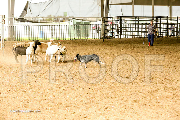 Herding #504s Fri Course A Adv Sheep Griff Mia Judge Sheryl McDonald-JJJ_7228-HR3